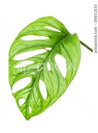 Monstera Adansonii or Monkey Mask Leaf isolated Monstera Adansonii or Monkey Mask Leaf isolated 89651833