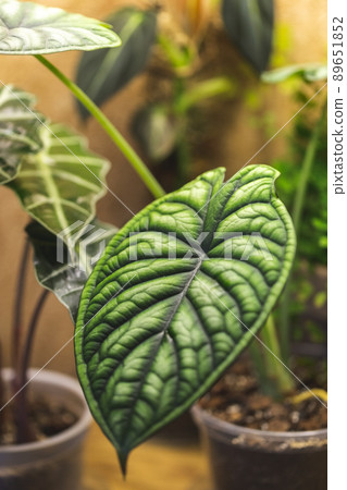 Alocasia Dragon Scale leaf house plants indoor Alocasia Dragon Scale leaf house plants indoor 89651852