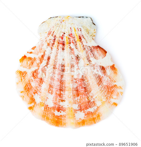 Red cockleshell Sea shell isolated on white Red cockleshell Sea shell isolated on white 89651906
