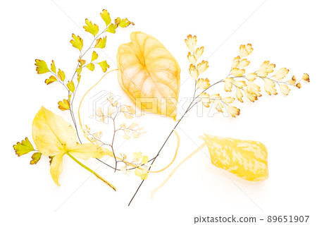Bunch of yellowed leaves of different house plants Bunch of yellowed leaves of different house plants 89651907