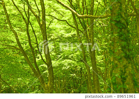 Lake Ashi fresh green 89651961