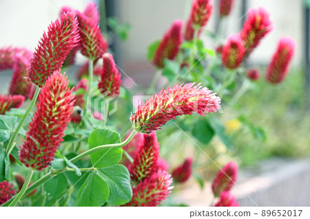 草莓蠟燭 89652017