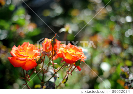 Rose flowers I saw in the park Rose flowers I saw in the park 89652024