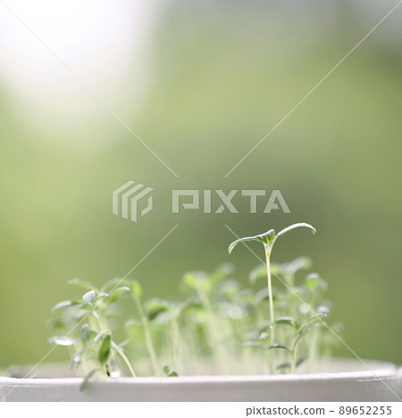 basil green vegetable sprout growing  89652255