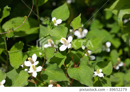 Houttuynia cordata flower 89652279