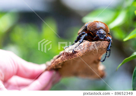 Hercules giant monkey 89652349