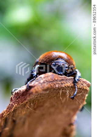 Hercules giant monkey 89652354