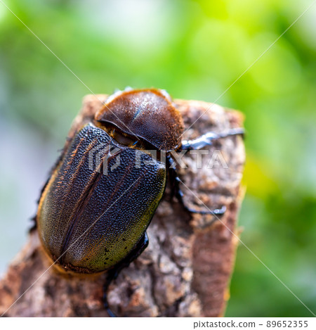 Hercules giant monkey 89652355