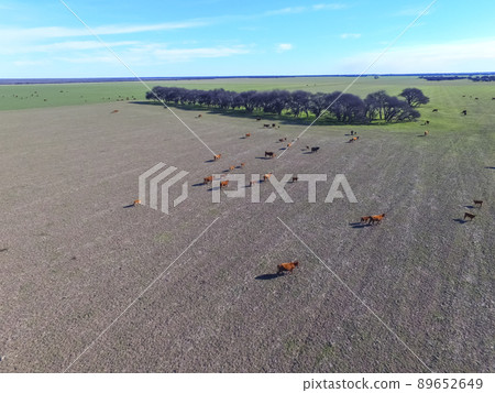 Cows and birds in flight, cattle egret flock, Pampas, Argentina 89652649