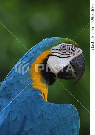 Close up the blue macaw parrot bird in nature garden Close up the blue macaw parrot bird in nature garden 89652656
