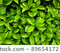Holly plant background 89654172