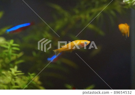 楊世娜梅卡卡 89654532