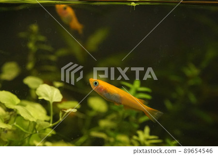 Yang Shiina Medaka 89654546