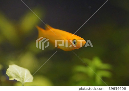 楊世娜梅卡卡 89654606