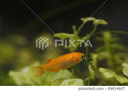 Yang Shiina Medaka 89654607