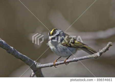 Golden-crowned Kinglet, Regulus satrapa, perched on a twig 89654661