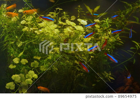 楊貴妃 鱂 紅衣主教利樂水族館 89654975