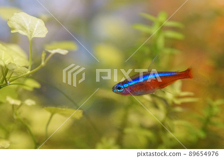 紅衣主教 Tetra 水族館 紅衣主教 Tetra 水族館 89654976