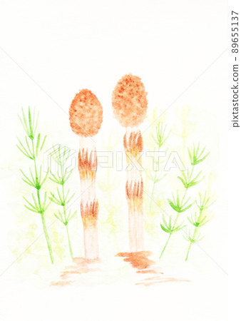 Tsukushi watercolor painting. Tsukushi watercolor painting. 89655137