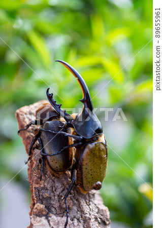 赫拉克勒斯巨型猴子 赫拉克勒斯巨型猴子 89655961