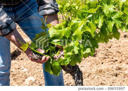 Green pruning of the vineyard in spring. Agriculture. Green pruning of the vineyard in spring. Agriculture. 89655997