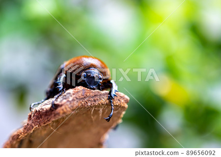 赫拉克勒斯巨型猴子 赫拉克勒斯巨型猴子 89656092