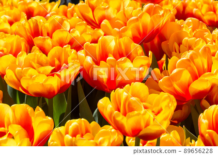 盛開的鬱金香 89656228