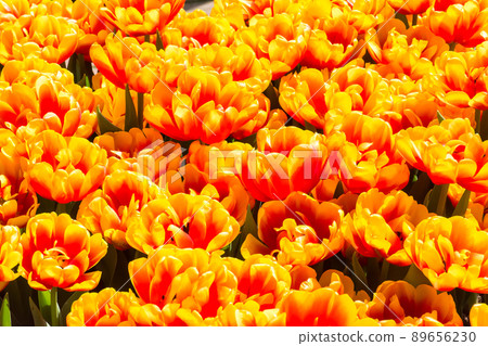 盛開的鬱金香 盛開的鬱金香 89656230
