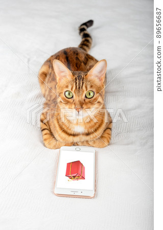 A cat looking at a phone screen with a gift. A cat looking at a phone screen with a gift. 89656687