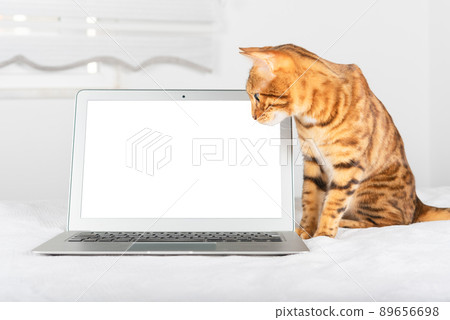 Ginger cat and laptop on blurred room background Ginger cat and laptop on blurred room background 89656698