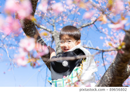 A boy who sees cherry blossoms in a kimono A boy who sees cherry blossoms in a kimono 89656802