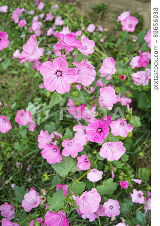 Decorative flower Lavatera Decorative flower Lavatera 89656938