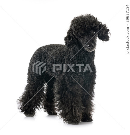 poodle in studio 89657154