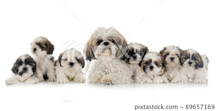 Shih Tzu family in studio Shih Tzu family in studio 89657169