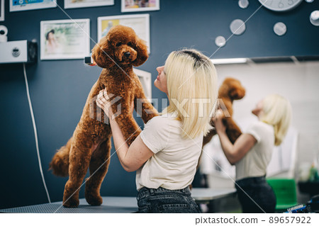 Grooming a dog in a grooming salon. Animal care. 89657922