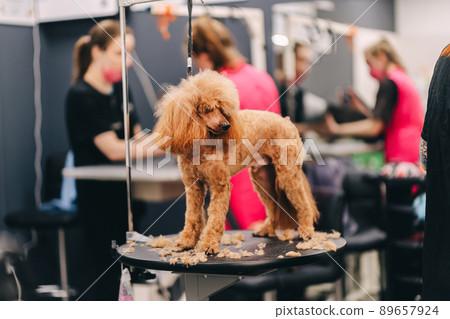 Poodle haircut. The master performs work in the grooming salon. Poodle haircut. The master performs work in the grooming salon. 89657924
