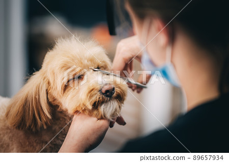 Grooming a dog in a grooming salon. Animal care. Grooming a dog in a grooming salon. Animal care. 89657934