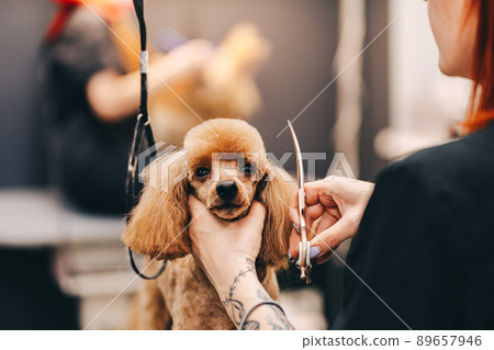 Poodle haircut. The master performs work in the grooming salon. 89657946