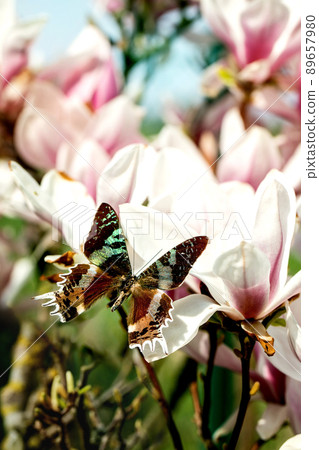Flying giant tropical butterfly on magnolia 89657980