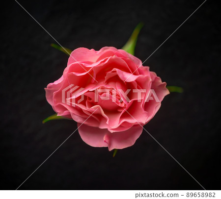 Top view of a flower on black background. Closeup. 89658982
