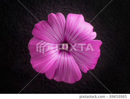 Top view of a flower on a black background. Studio shot. 89658985