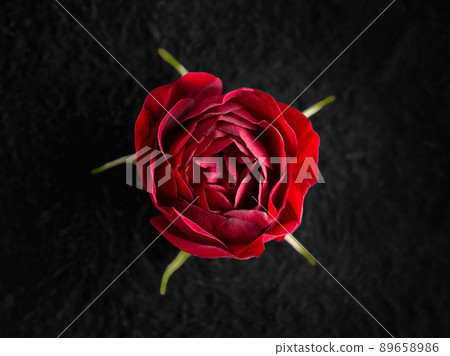 Studio shot of flower on black background. Macro shoot. 89658986