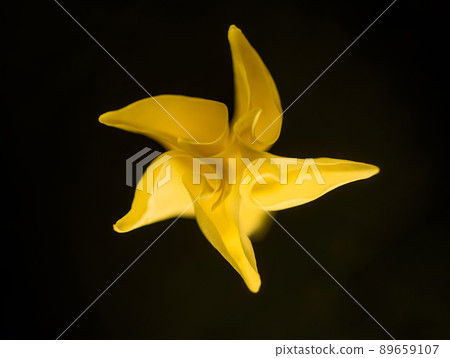 Top view of a flower on a black background. Flat lay, top view. Top view of a flower on a black background. Flat lay, top view. 89659107