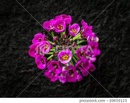 Studio shot of flower on black background. View above. Studio shot of flower on black background. View above. 89659123