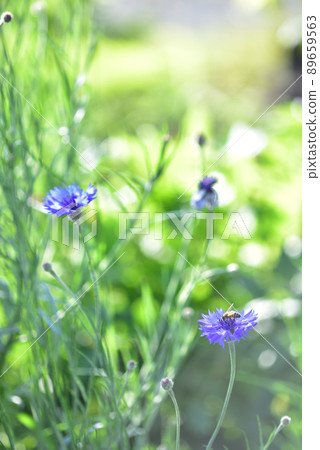 Hakushu-cho, Hokuto City, bees feeding from cornflower flowers Hakushu-cho, Hokuto City, bees feeding from cornflower flowers 89659563