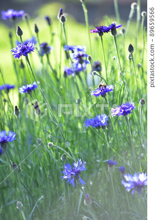 Hakushu-cho, Hokuto City, bees feeding from cornflower flowers 89659566