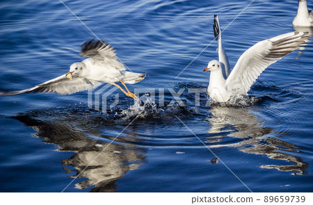 flying and swimming seagulls 89659739