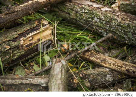 a spider on wooden log in the forest a spider on wooden log in the forest 89659802