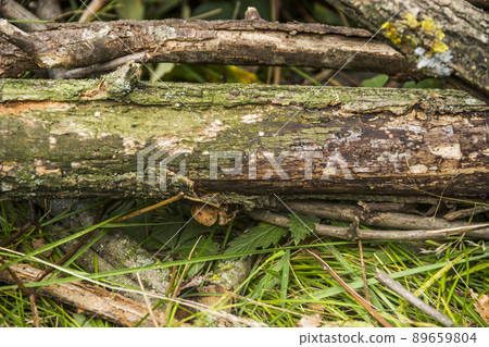 a spider on wooden log in the forest a spider on wooden log in the forest 89659804