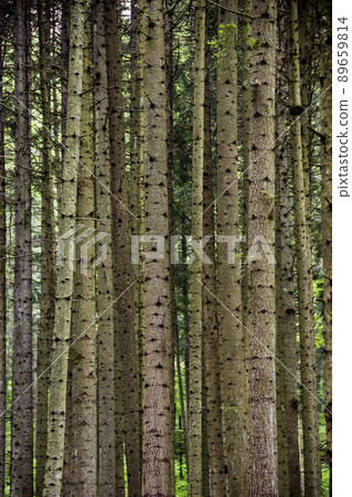 a spruce forest 89659814